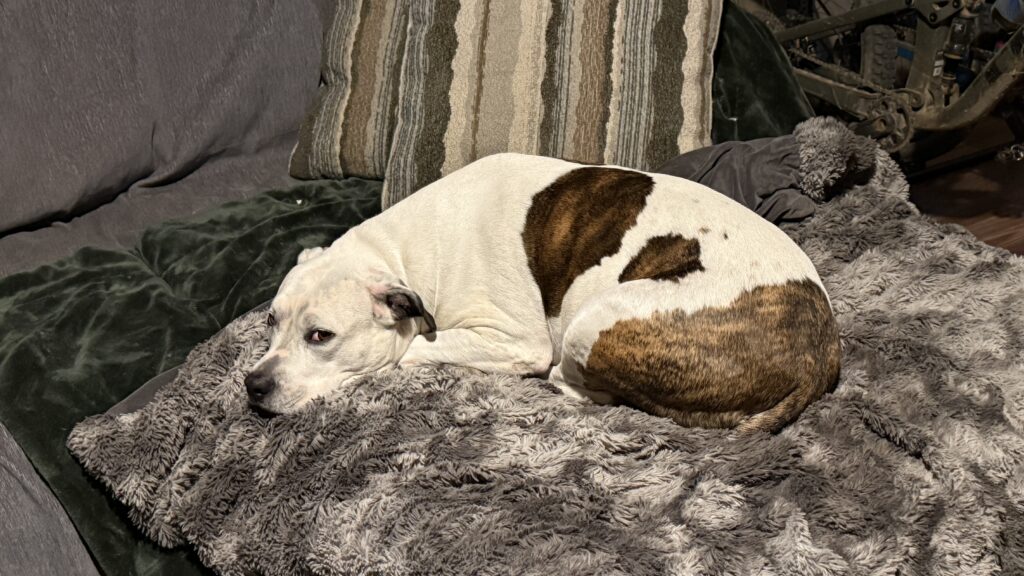 A white dog with large brown brindle patches curled up asleep on a grey, fluffy textured blanket on a sofa.